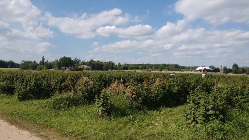 fruit picking farm Canada