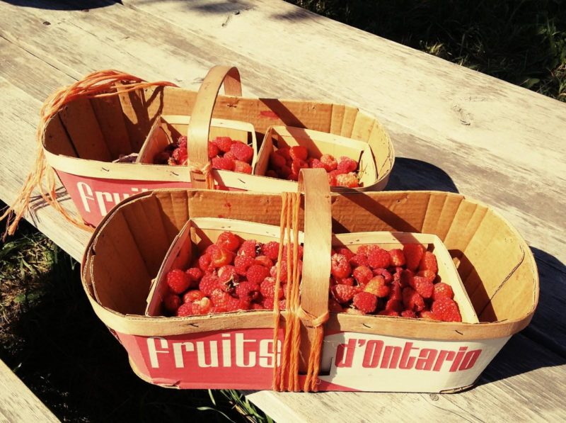 fruit picking farm Canada