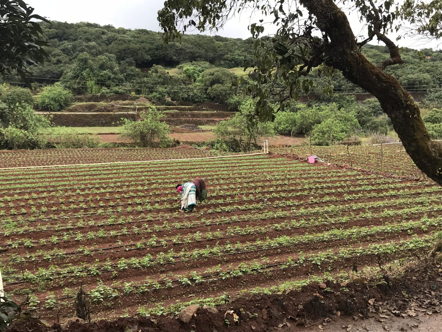 strawberry farm