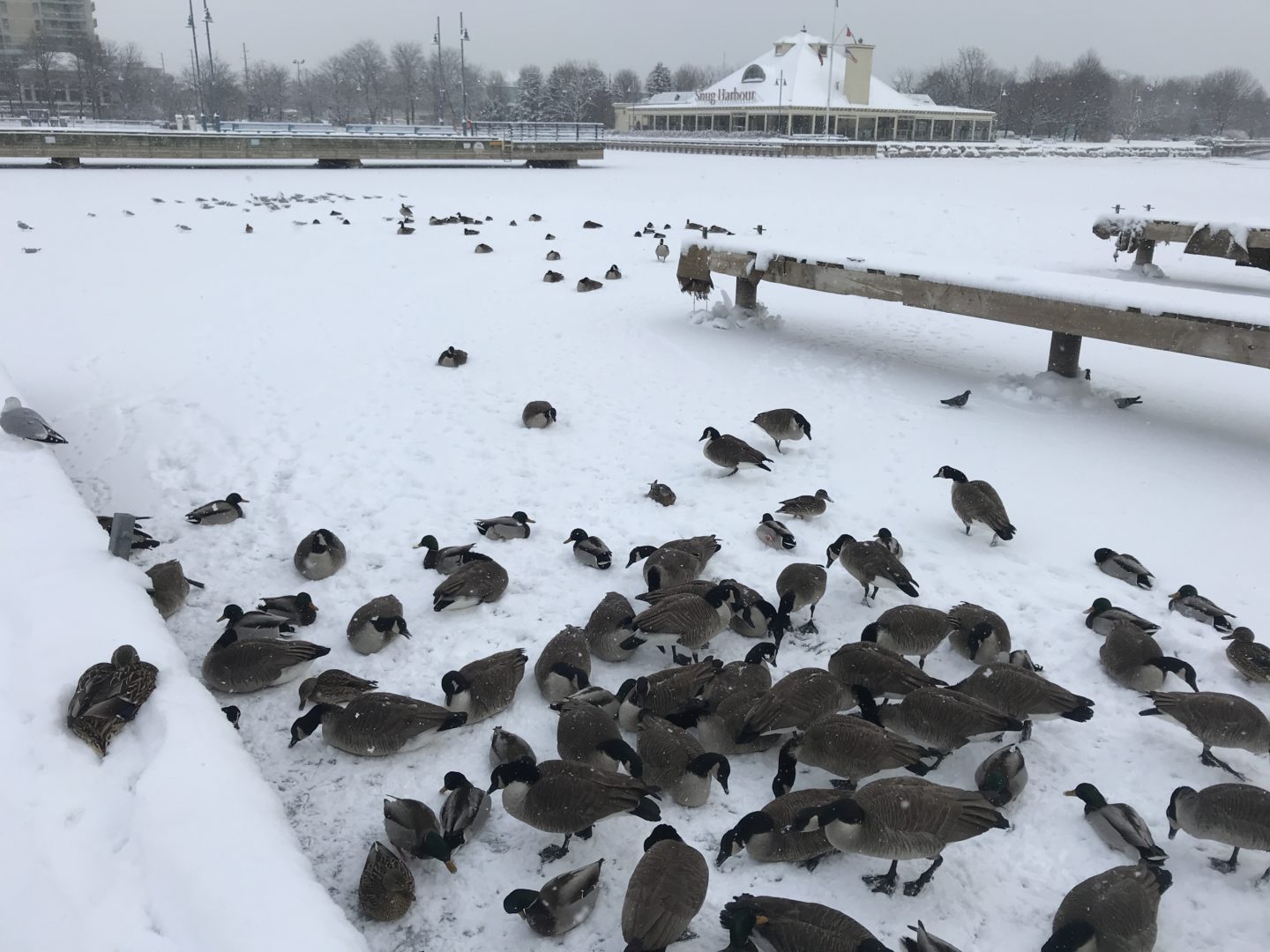 ducks in winter canada