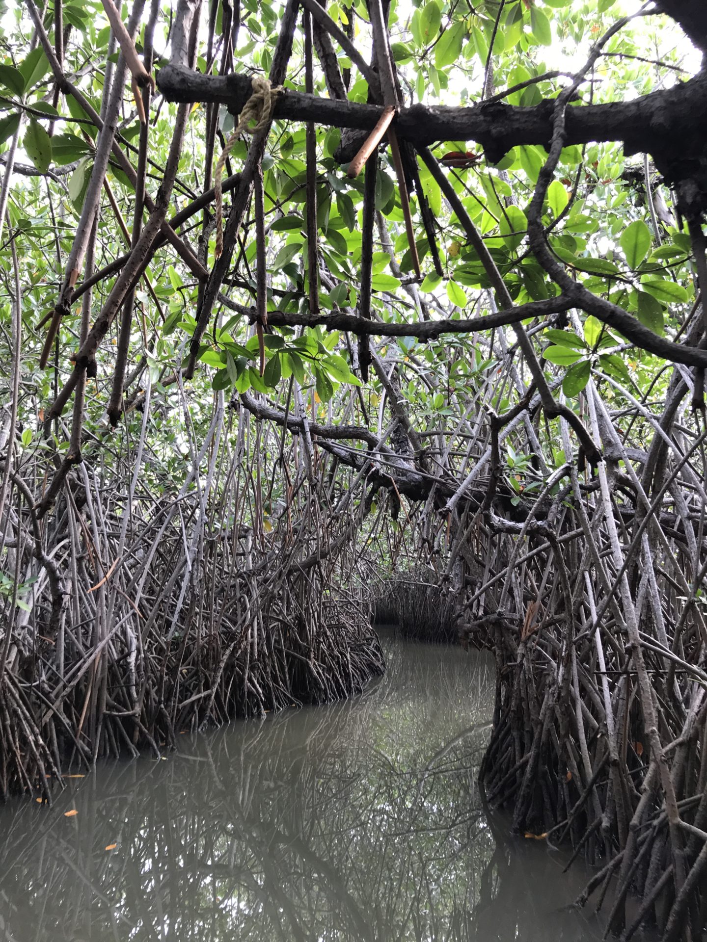 mangrove forest india