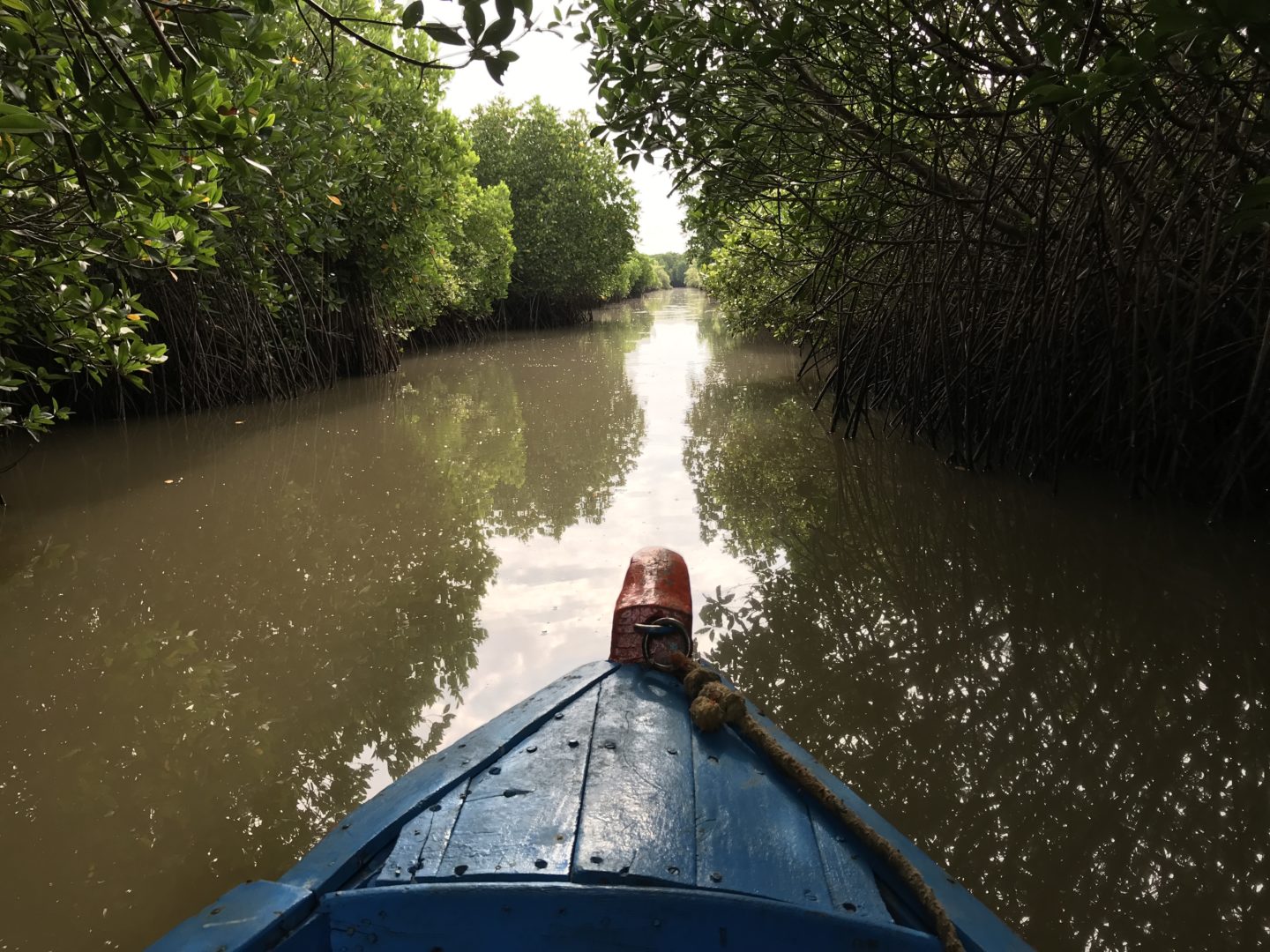 mangroves tamil nadu