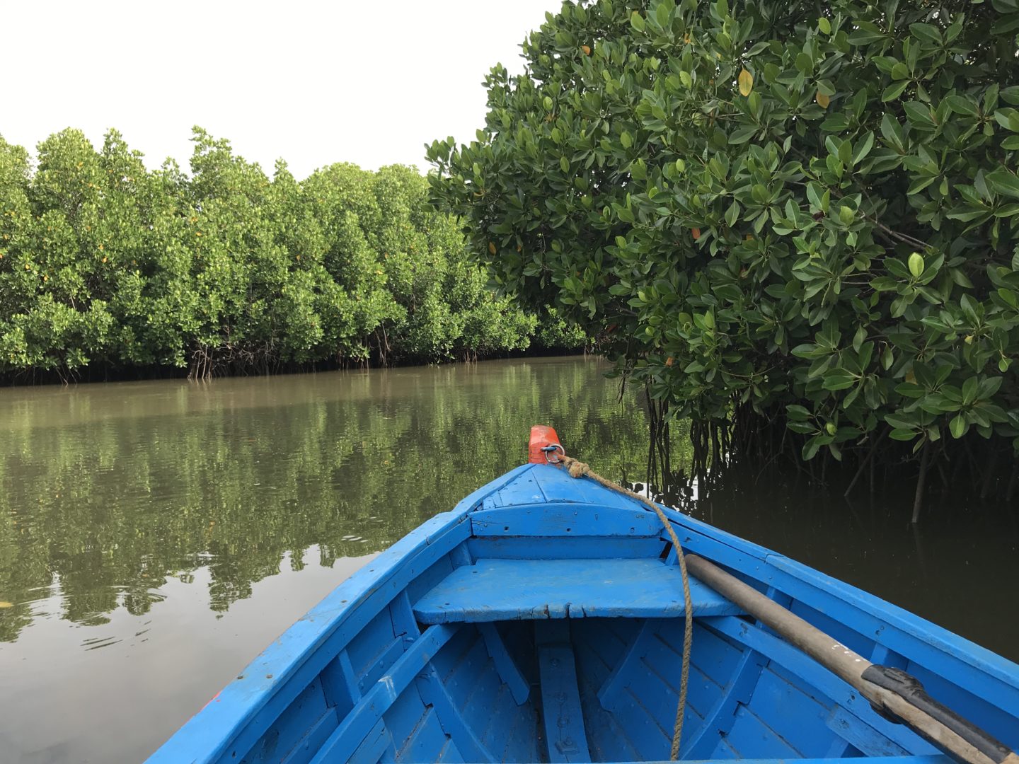 pichavaram open water