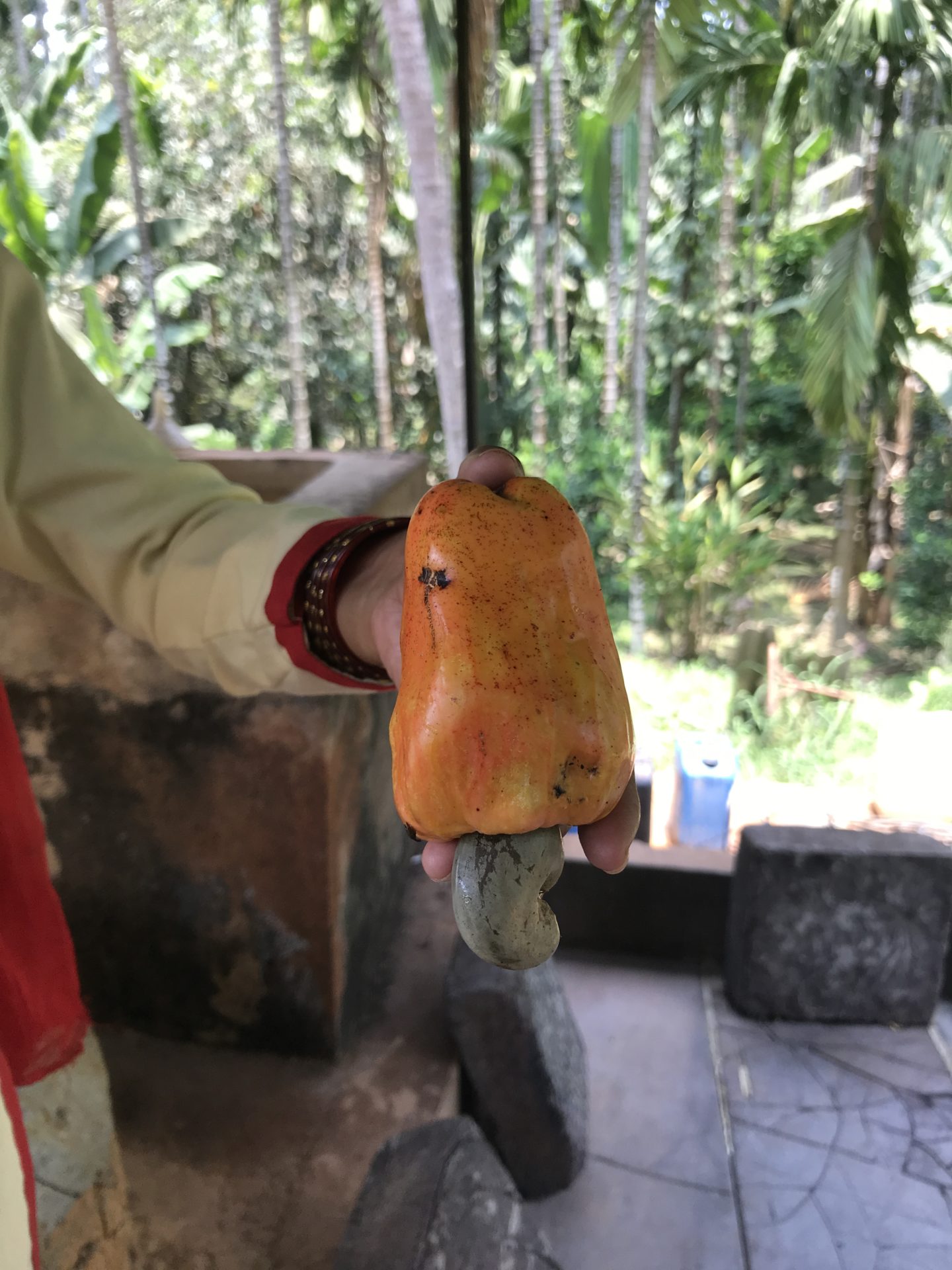 cashew feni goa