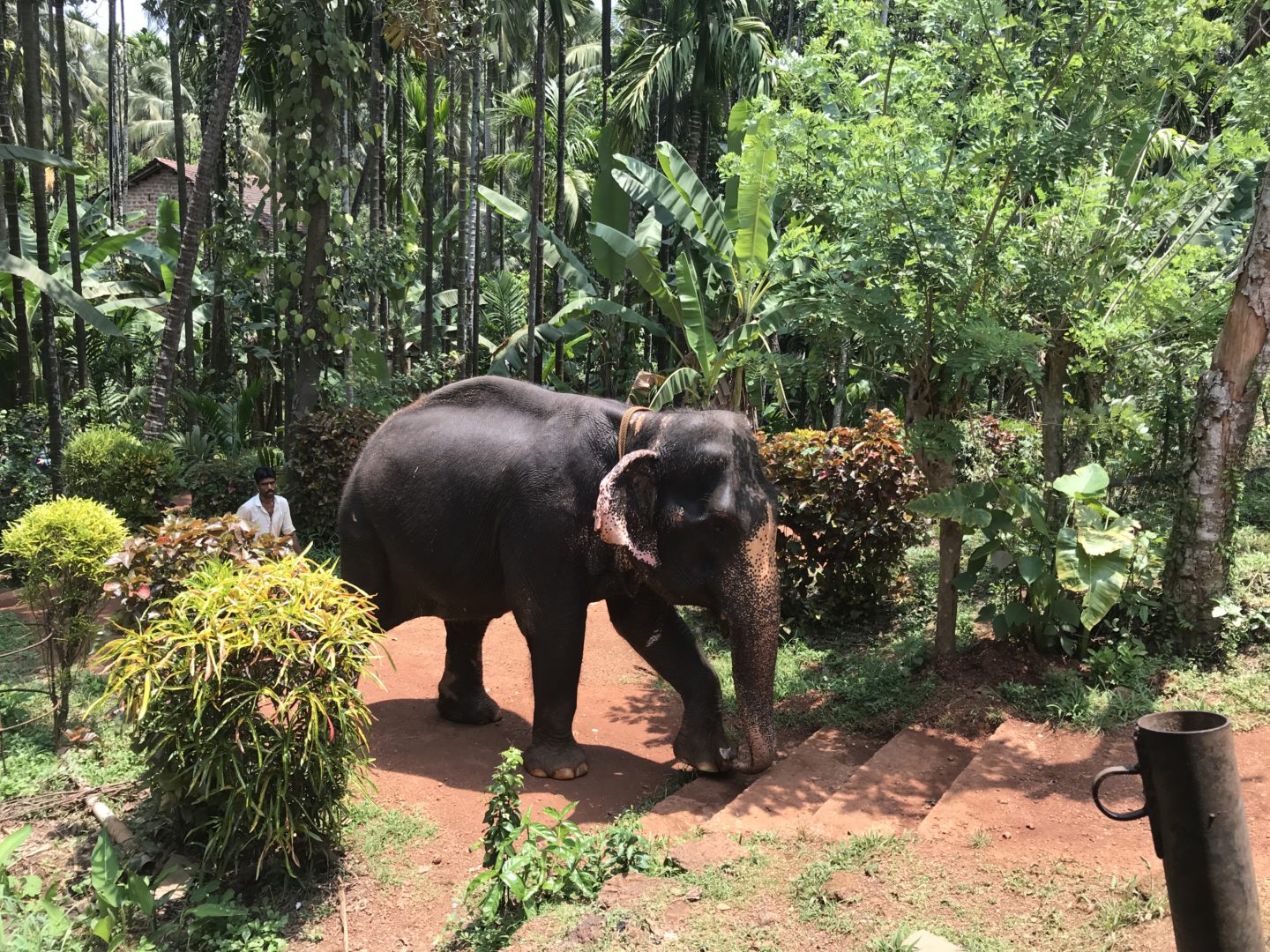 elephant goa spice farm