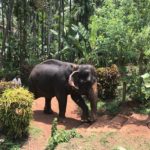 elephant goa spice farm