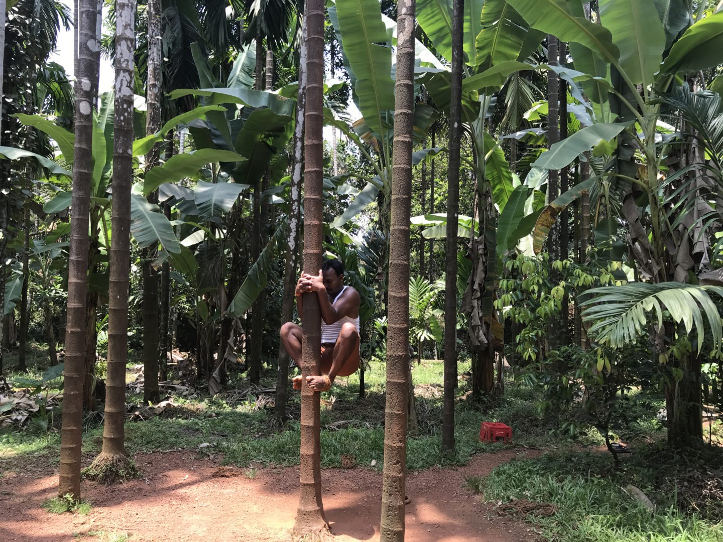 spice farms in goa