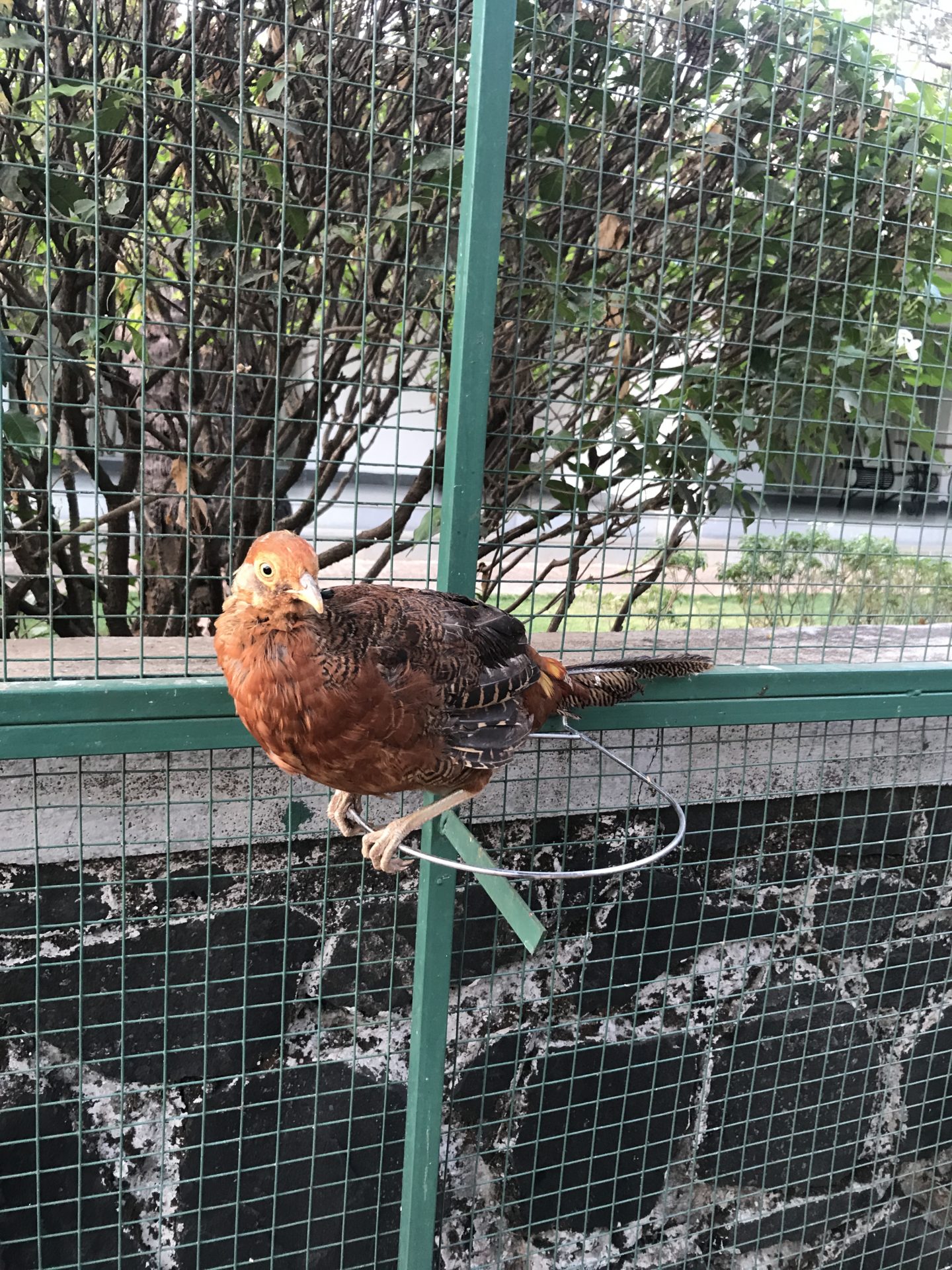 birds aviary