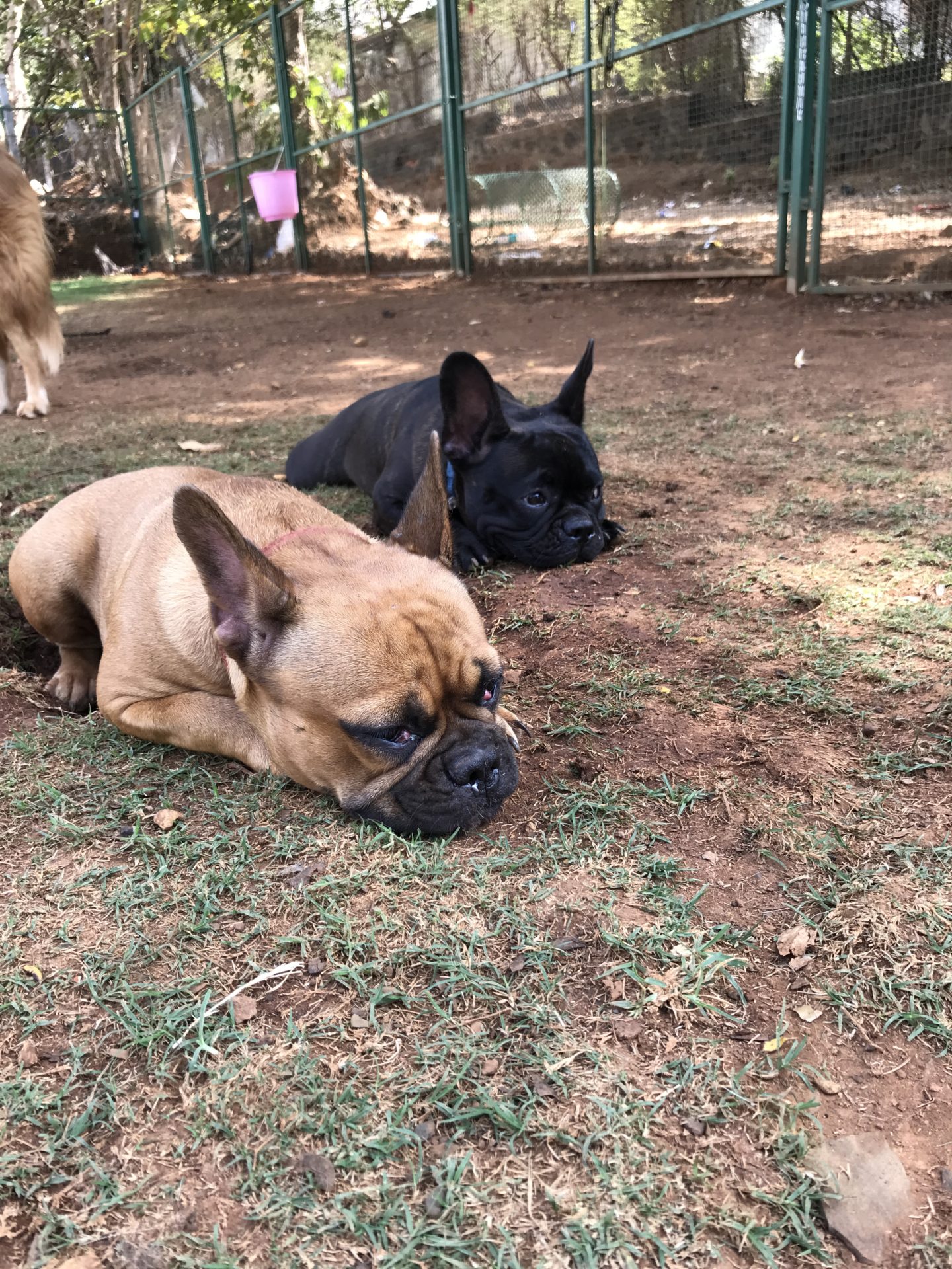 french bulldogs