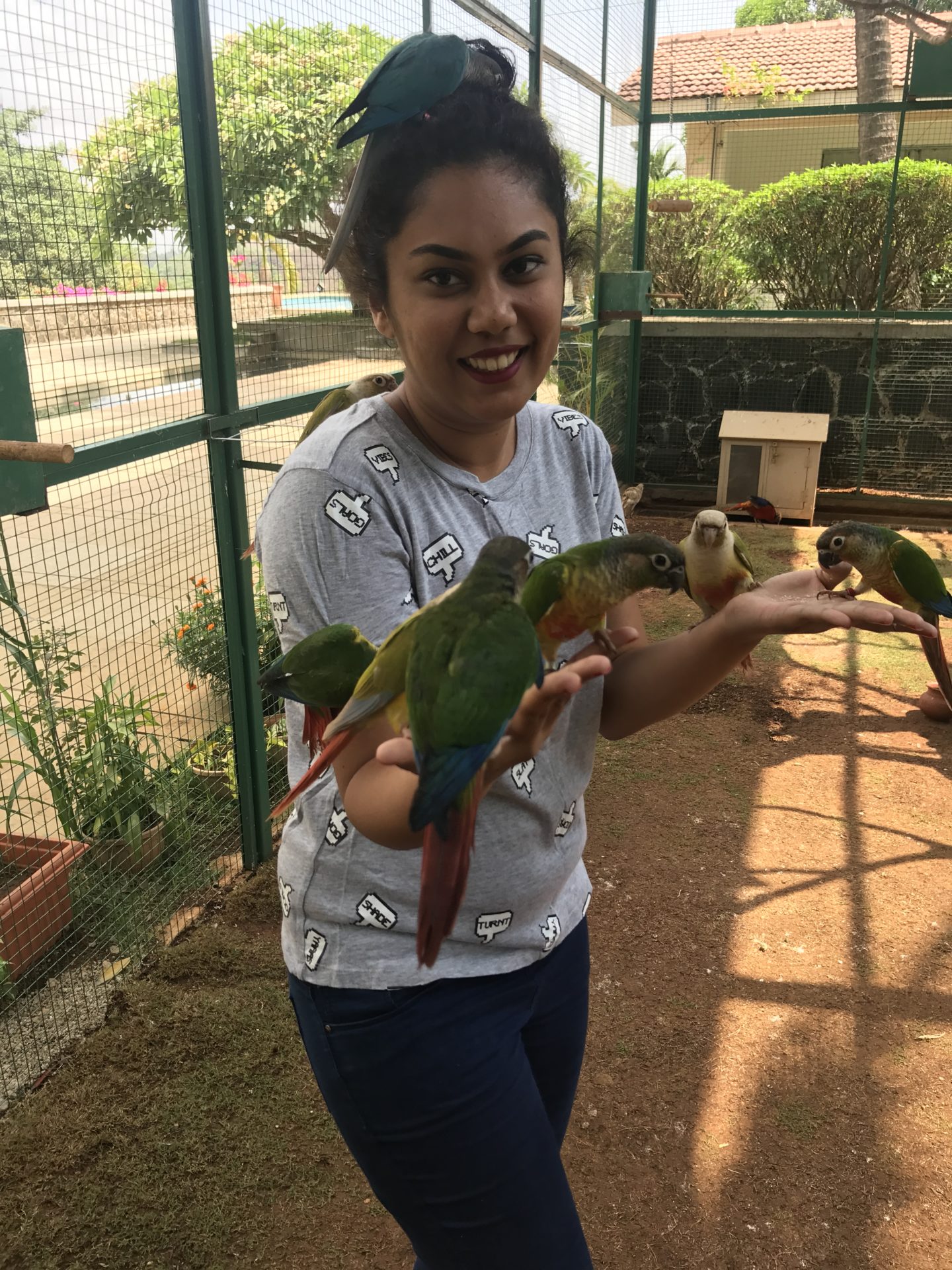 parakeets manas resort