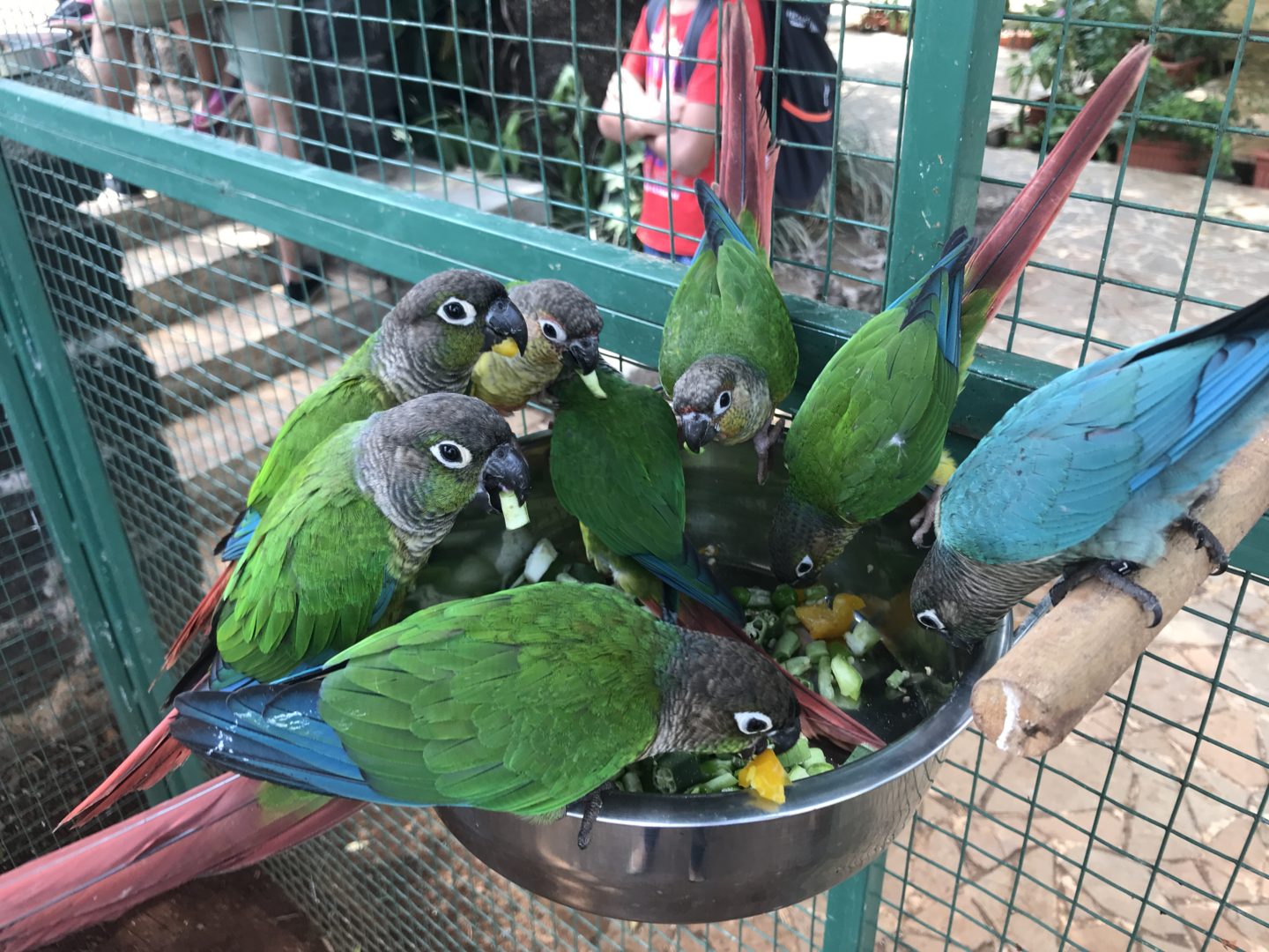 petting zoo india