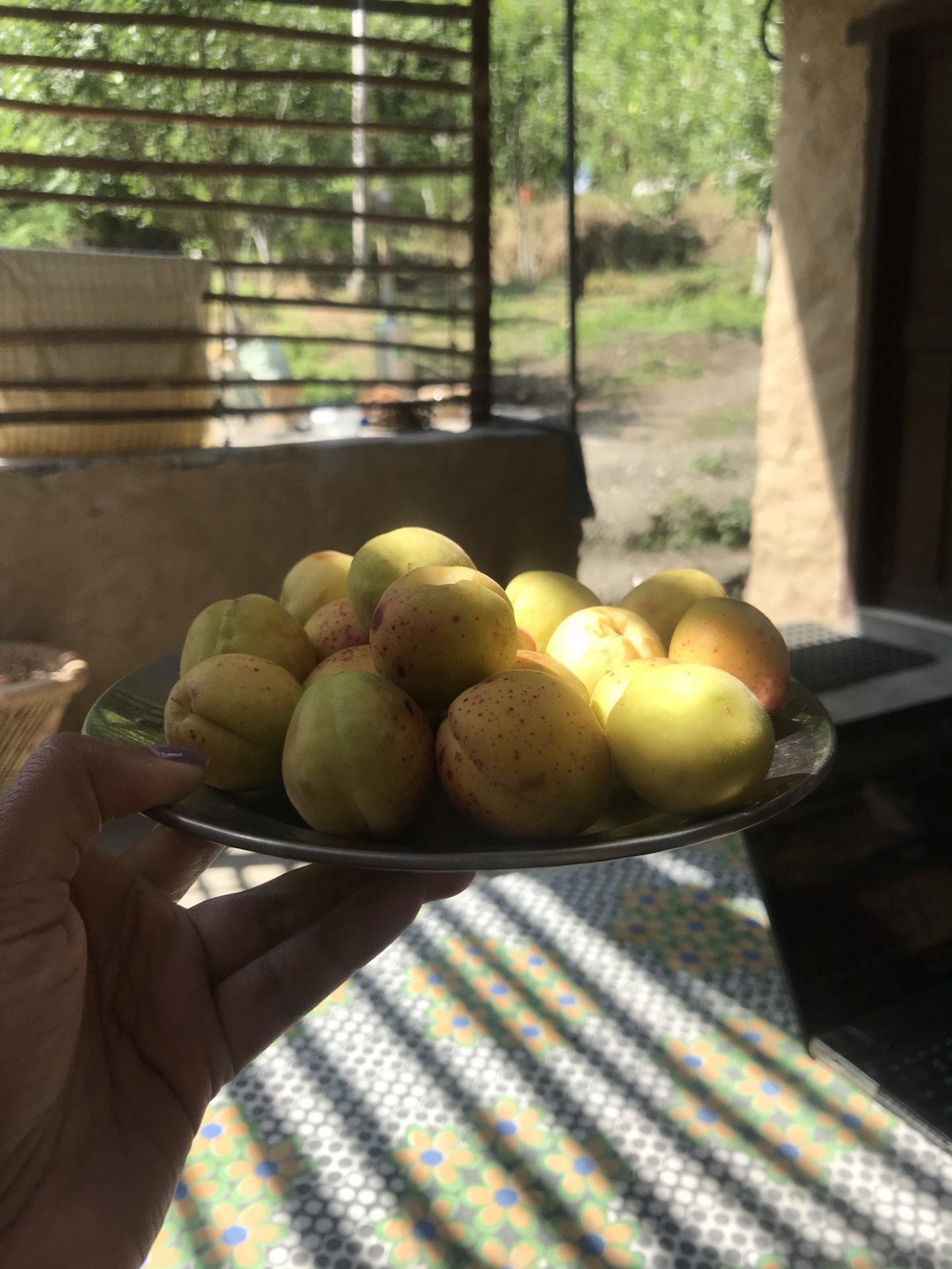 eating apricots in himachal