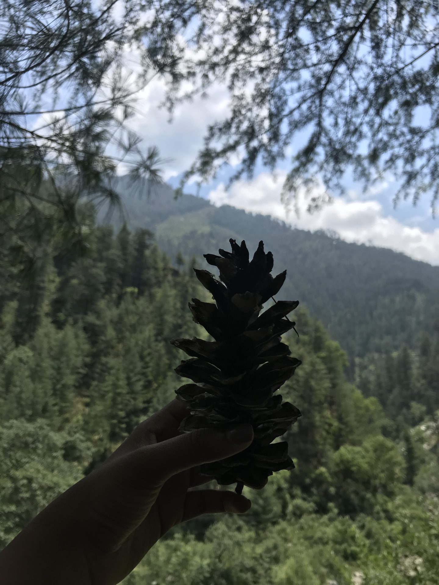 himachal pine cone