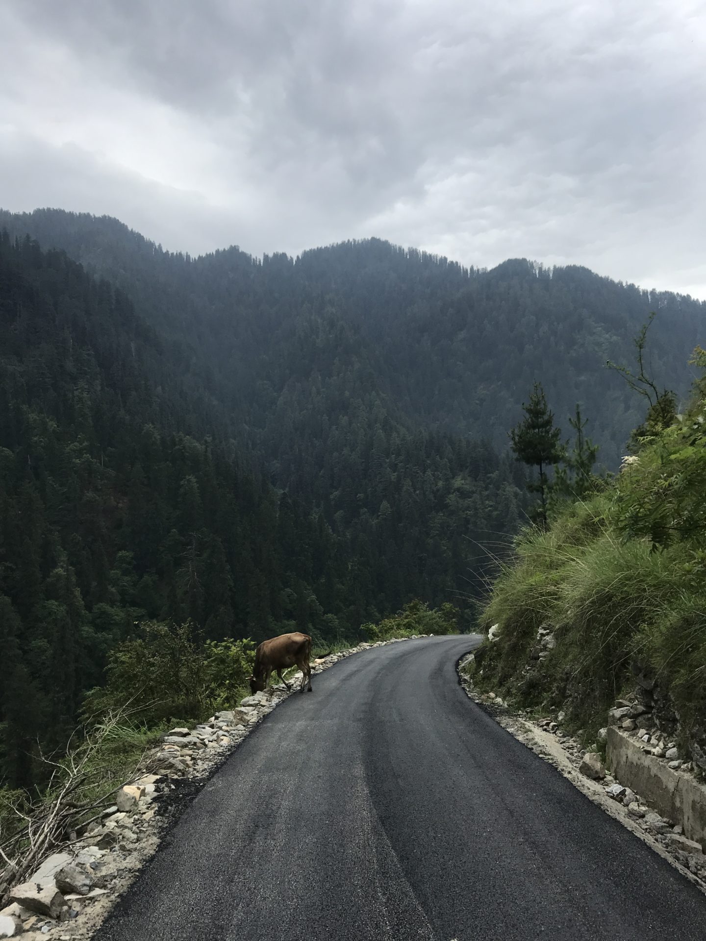 horse himachal