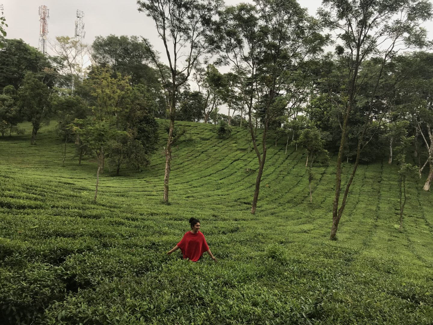 palampur tea gardens