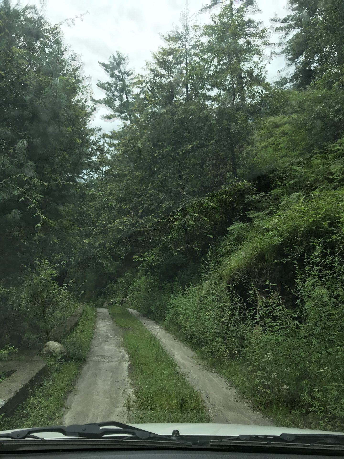 drive to tall trees manali