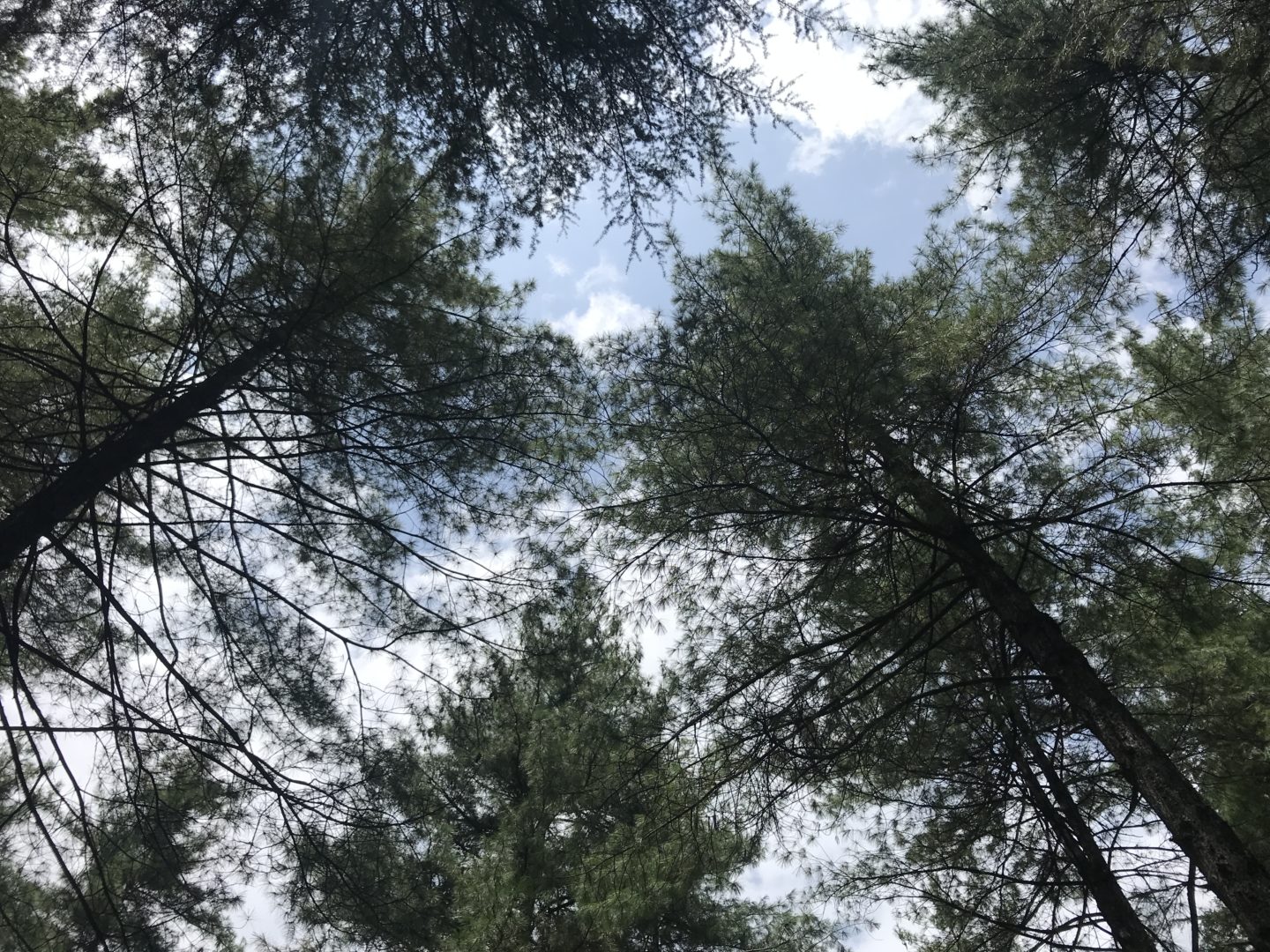 tall trees manali himachal