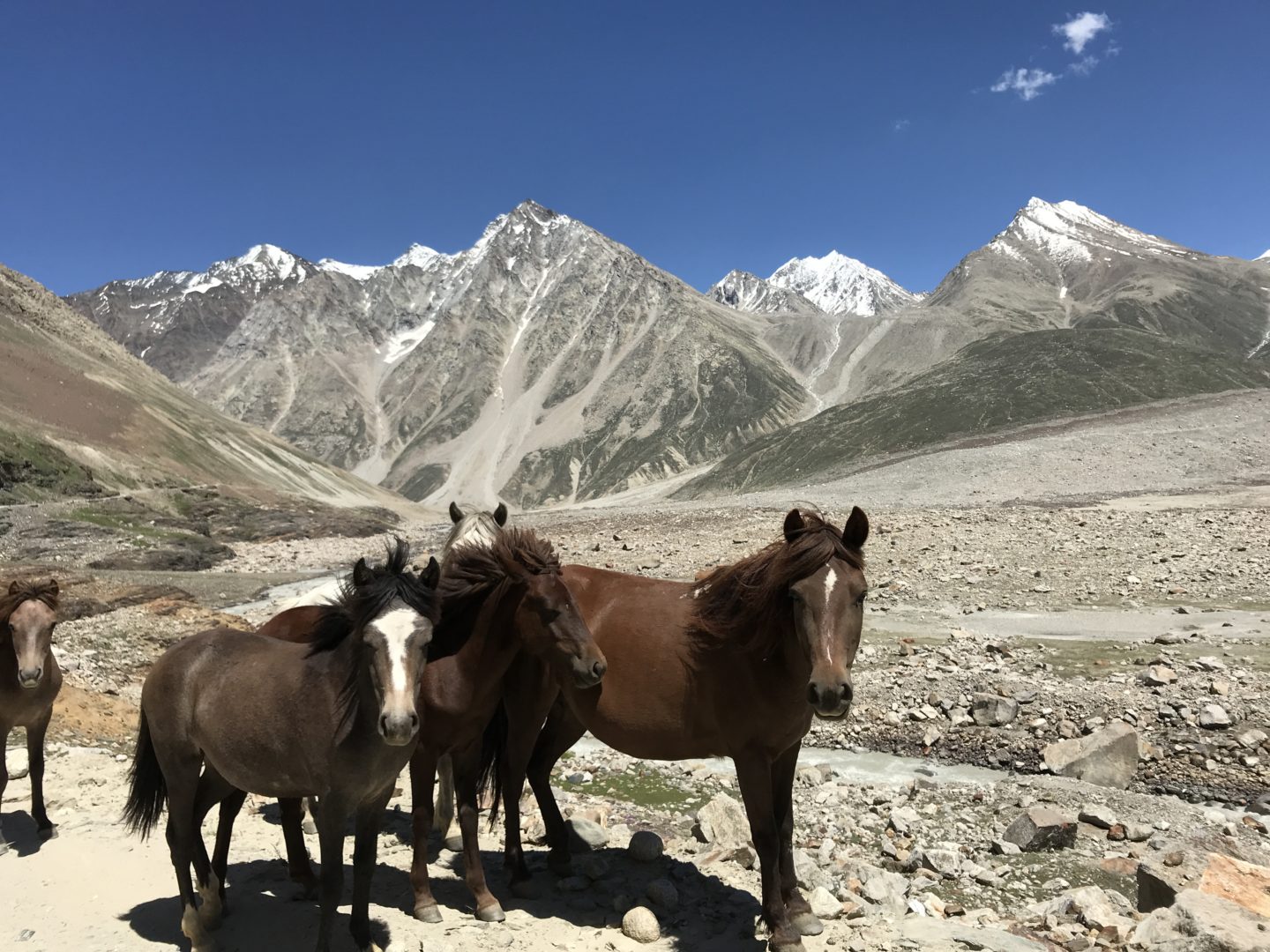 spiti animals