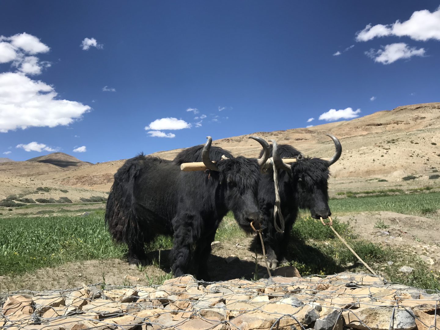 yaks in spiti