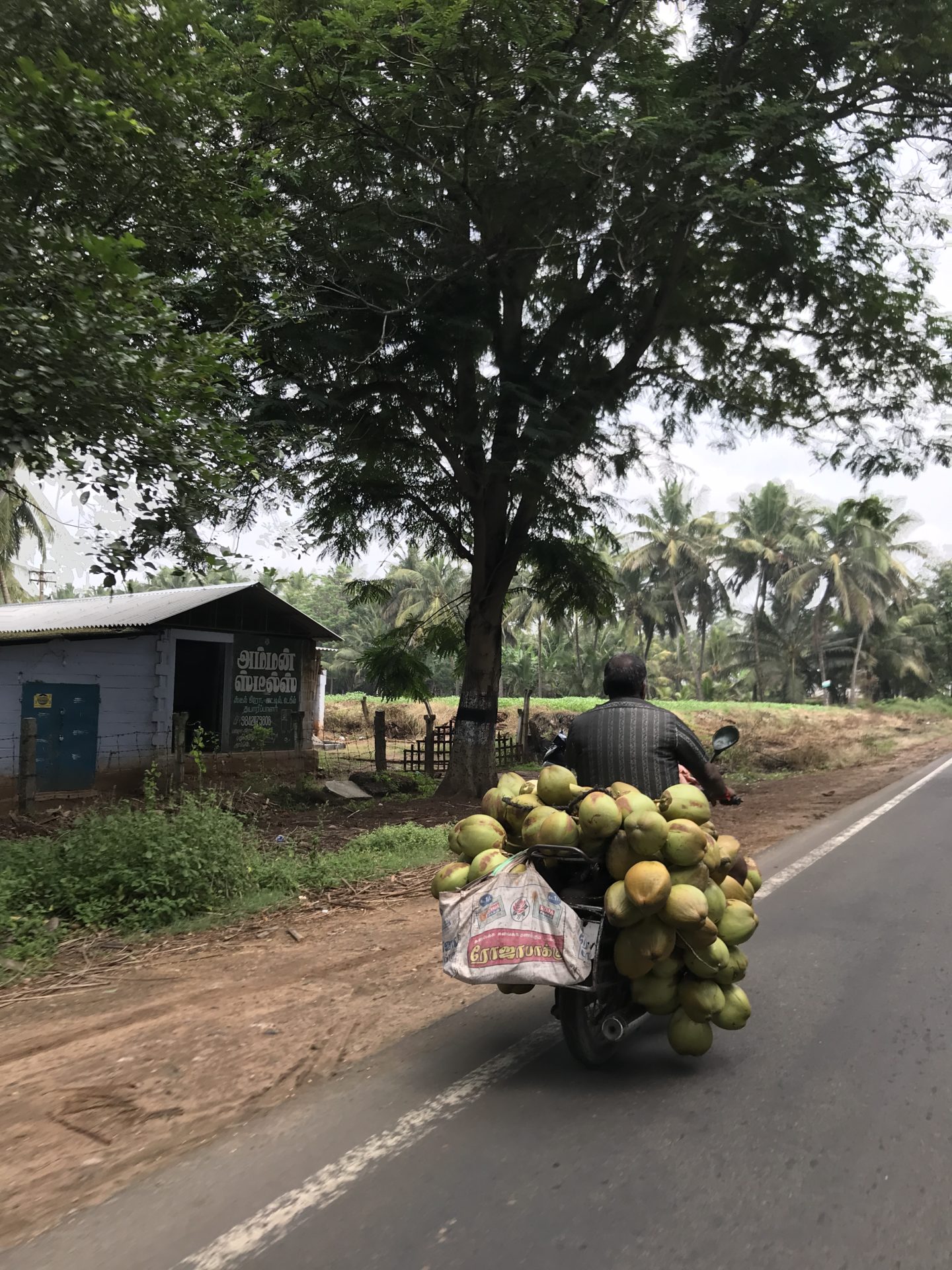 pollachi coconuts