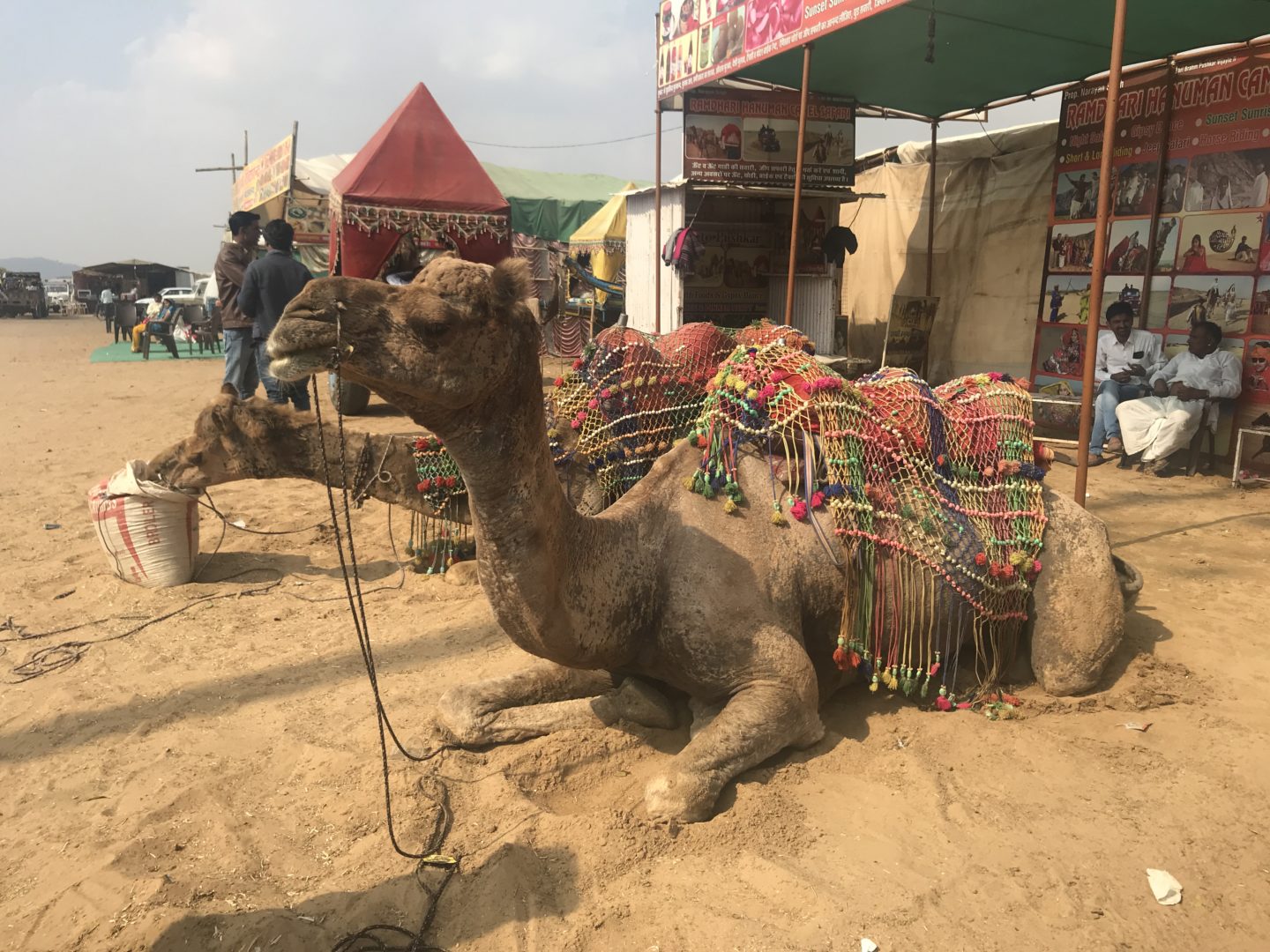 pushkar camel fair