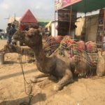 pushkar camel fair
