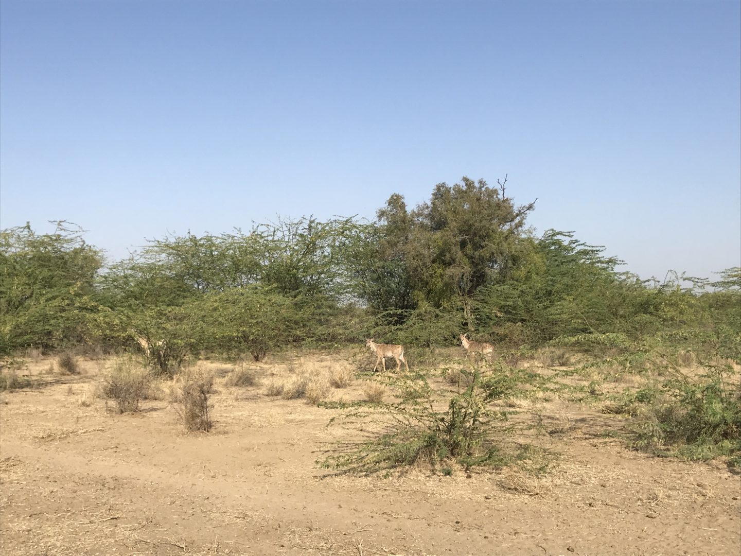 jodhpur jeep wildlife safari