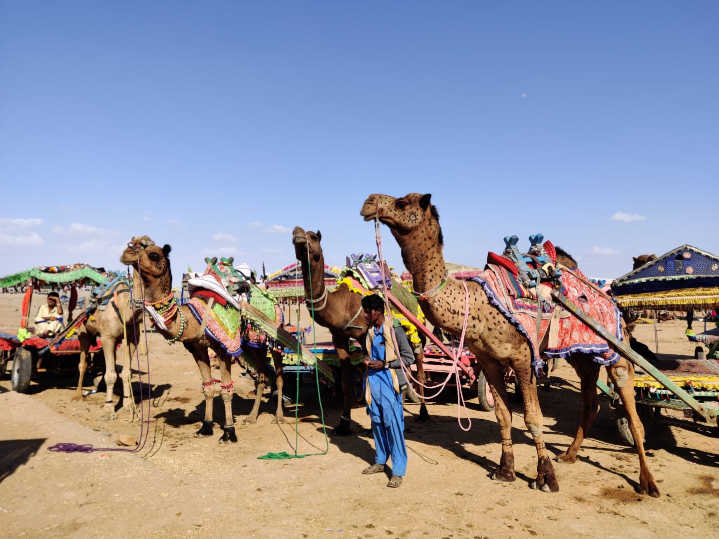 camel cart rann of kutch