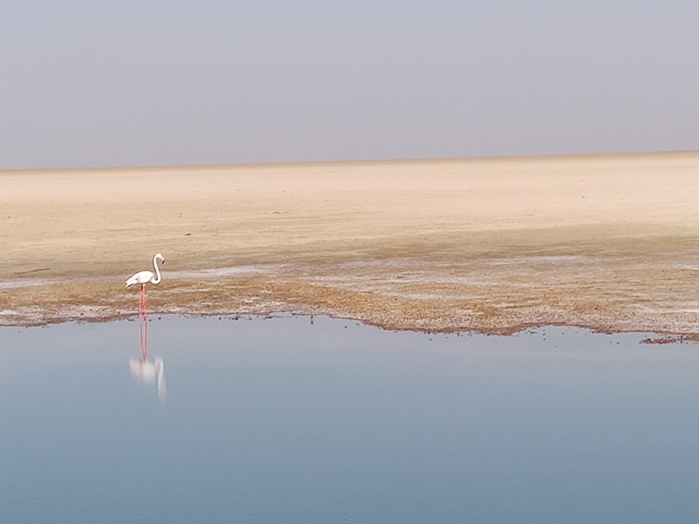 kutch flamingo