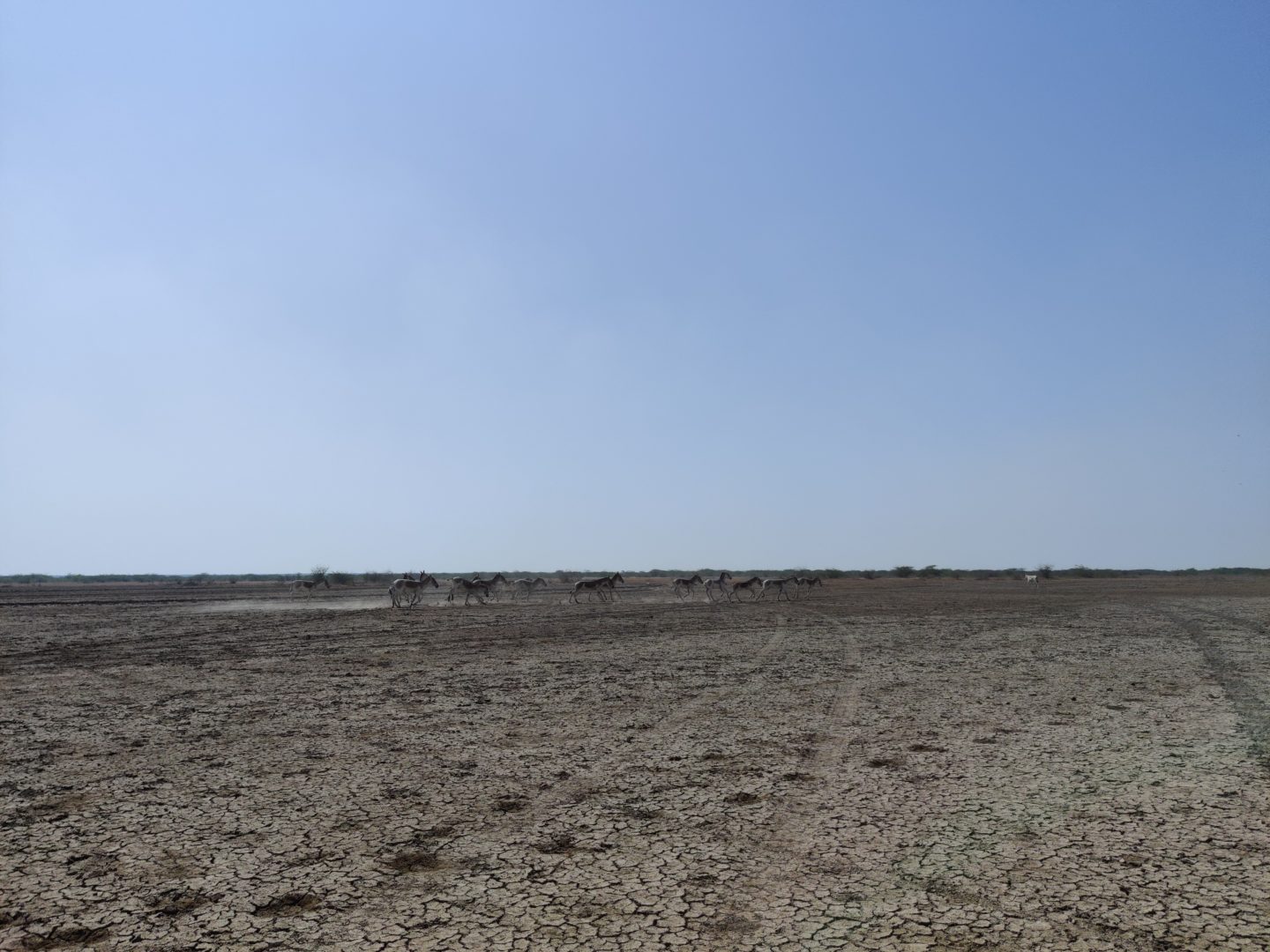 little rann of kutch