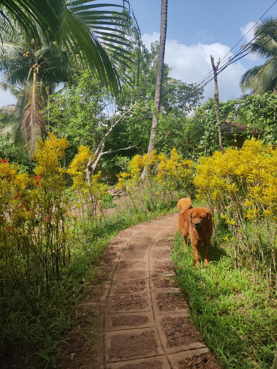 pet-friendly getaways from goa