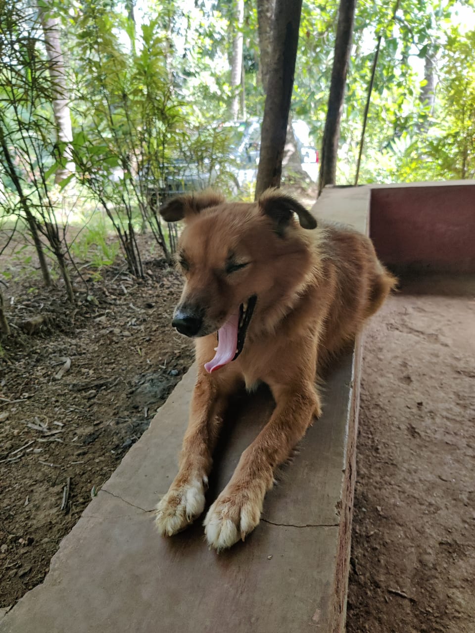 pet friendly homestay close to goa