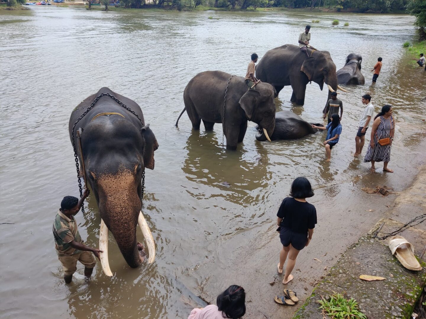 elephant washing dubare camp