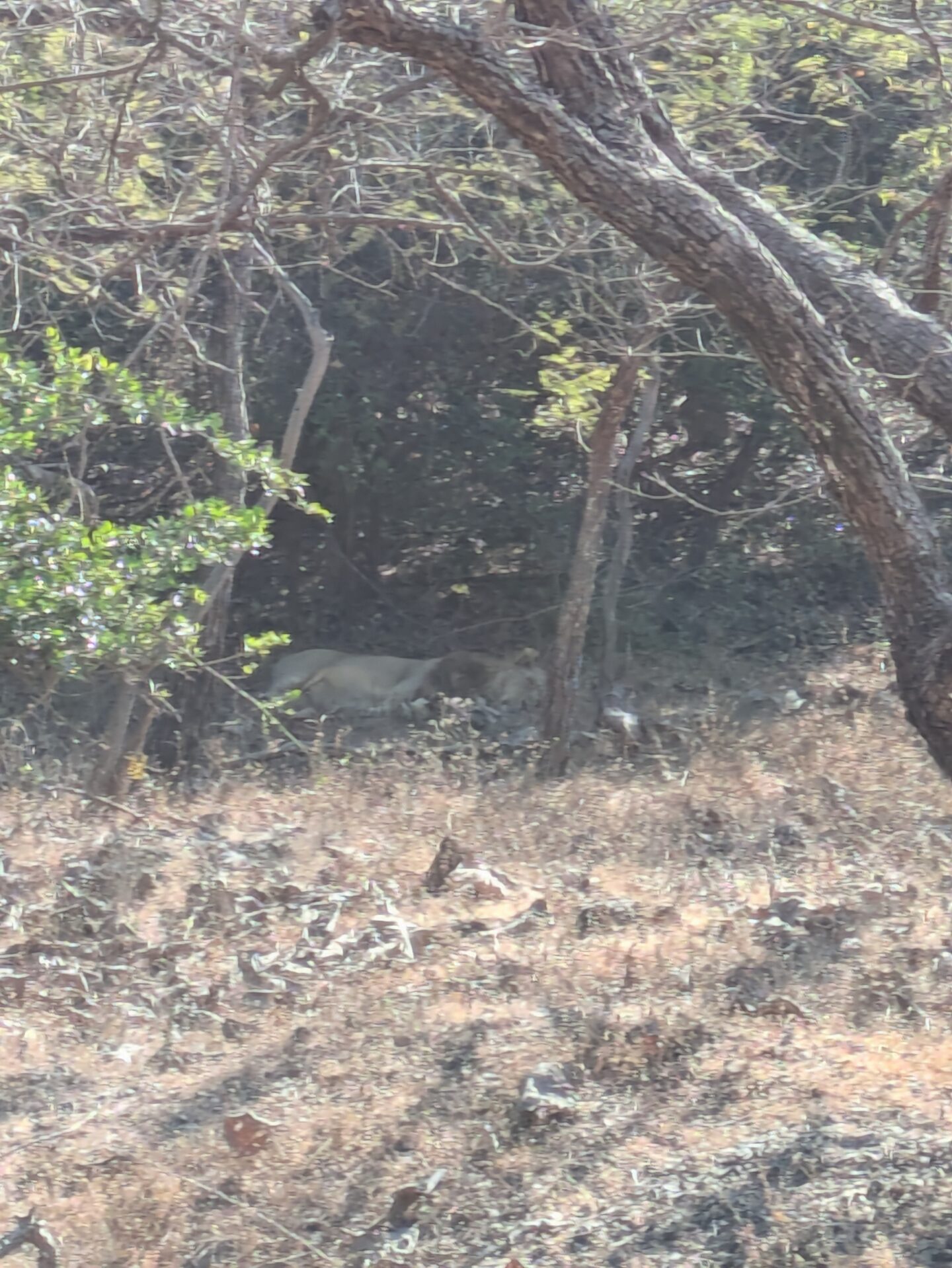 gir safari traveloguel