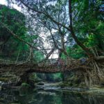 Living Root Bridges of Meghalaya