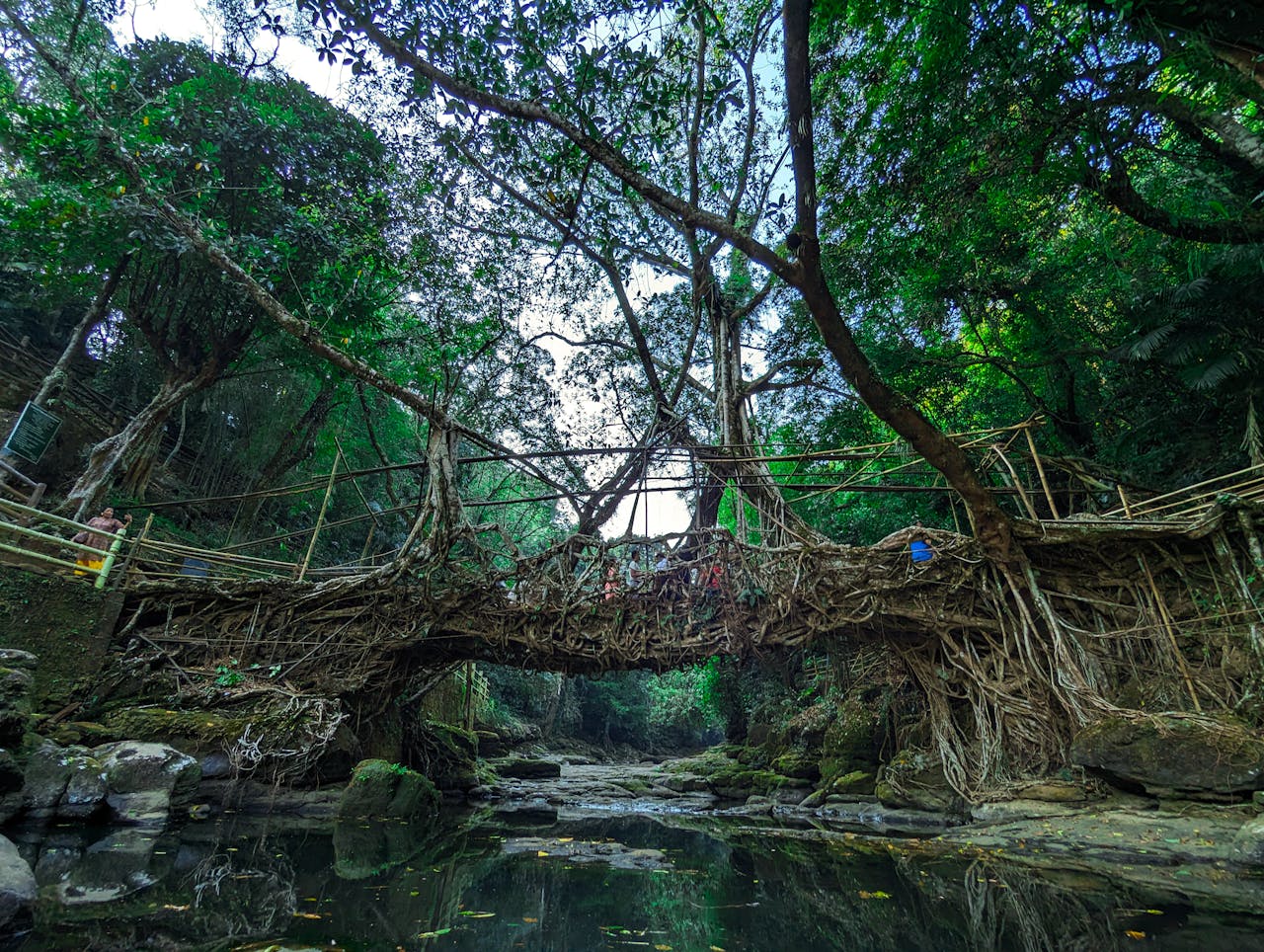 Living Root Bridges of Meghalaya: Wonder of Sustainable Architecture