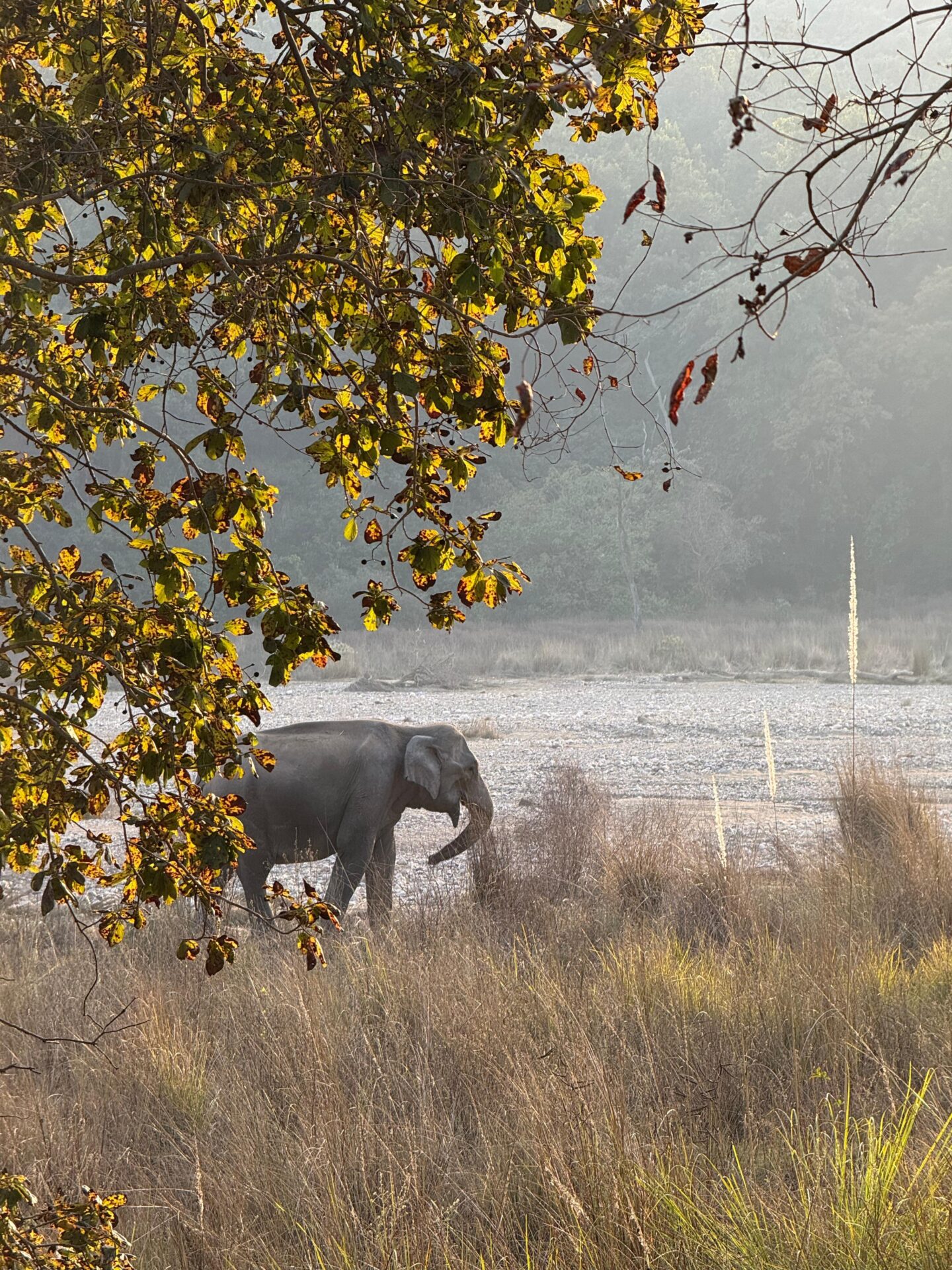 rishikesh safari