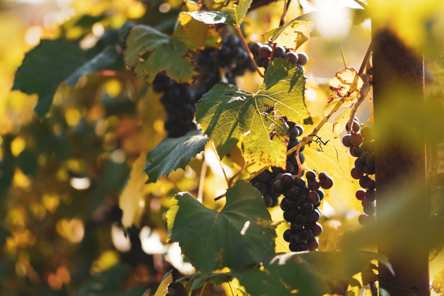 niagara vineyard